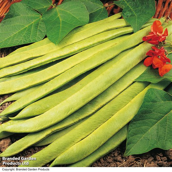 Bean Runner 'Scarlet Emperor' (Organic) - Seeds