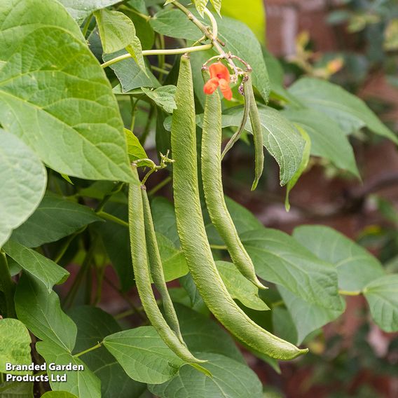 Bean Runner 'Scarlet Emperor' (Organic) - Seeds