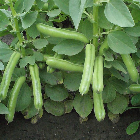 Broad Bean 'Suprifin' - Seeds