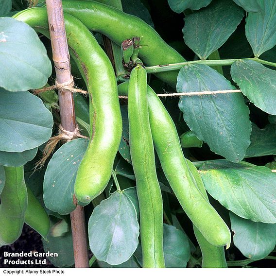 Broad Bean Vicia faba 'Vroma' - Seeds