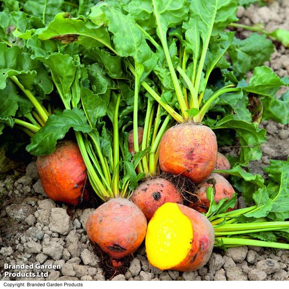 Beetroot 'Burpee's Golden' - Seeds