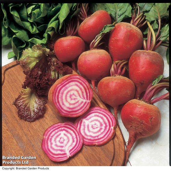 Beetroot 'Barabietola Di Chioggia' (Organic) - Seeds