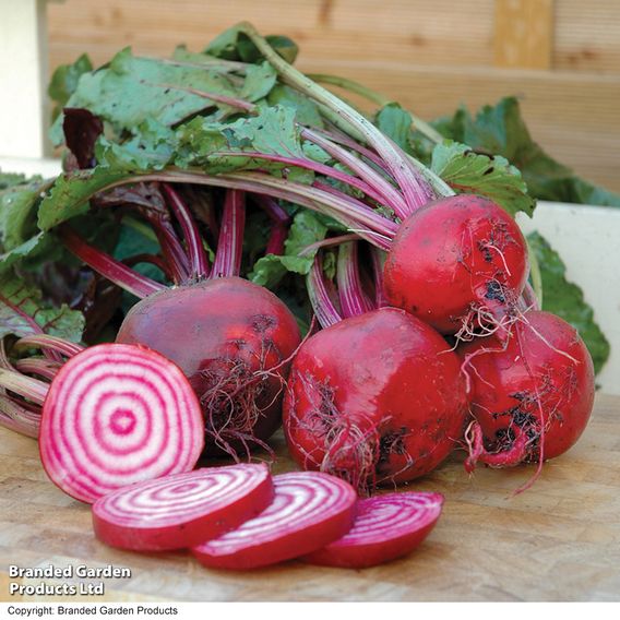 Beetroot 'Barabietola Di Chioggia' (Organic) - Seeds