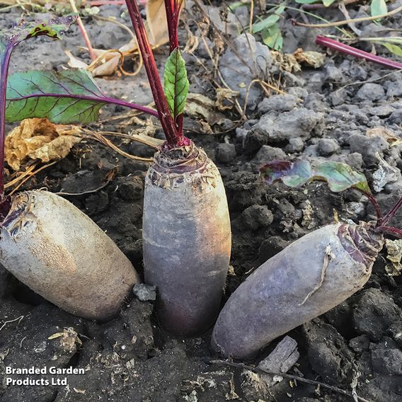 Beetroot 'Cylindra' (Organic) - Seeds