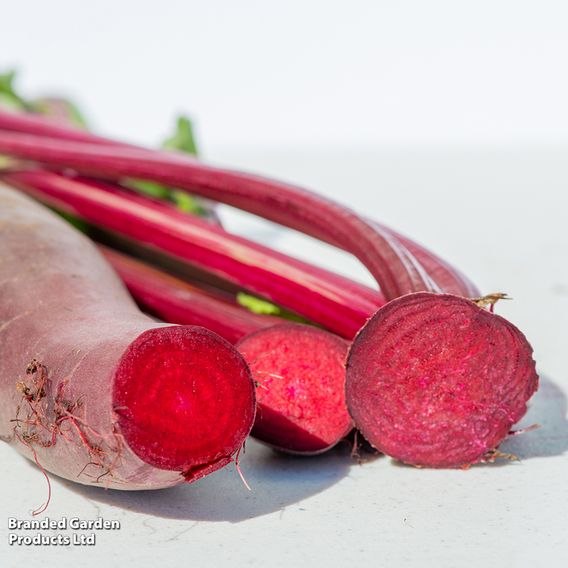 Beetroot 'Cylindra' (Organic) - Seeds