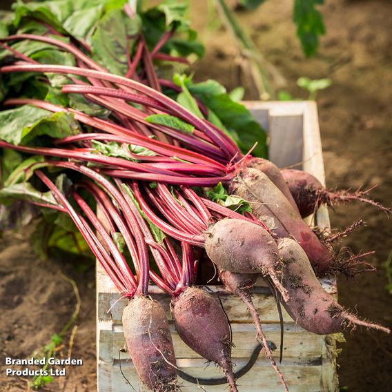 Beetroot 'Cylindra' (Organic) - Seeds