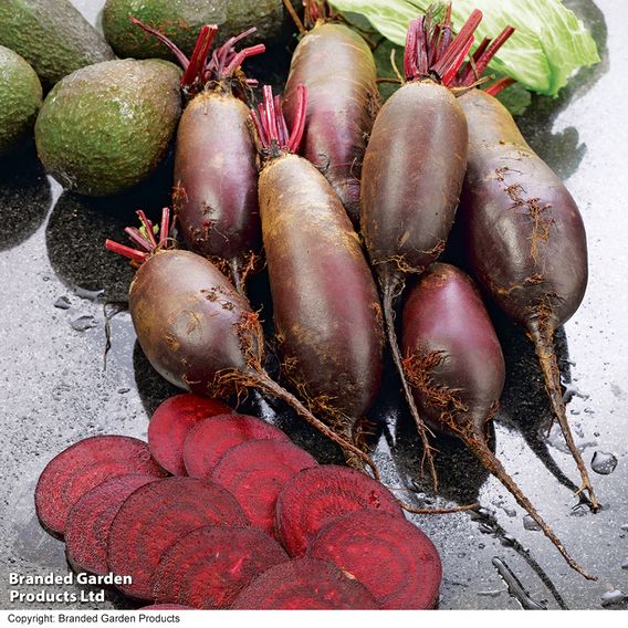 Beetroot 'Cylindra' (Organic) - Seeds