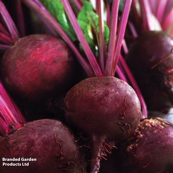 Beetroot 'Detroit 2 Bolivar' (Organic) - Seeds