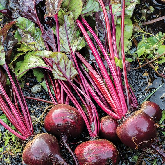 Beetroot 'Detroit' (Organic) - Seeds