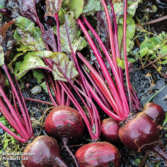 Beetroot 'Detroit 2 Bolivar' (Organic) - Seeds