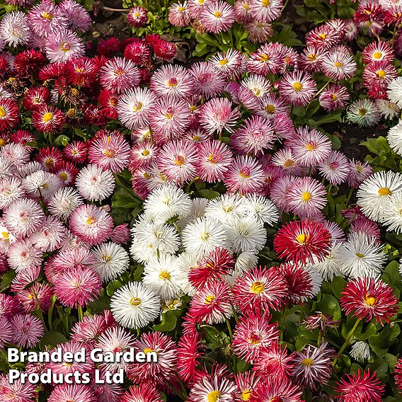 Bellis 'Giant-Flowered Mixed'