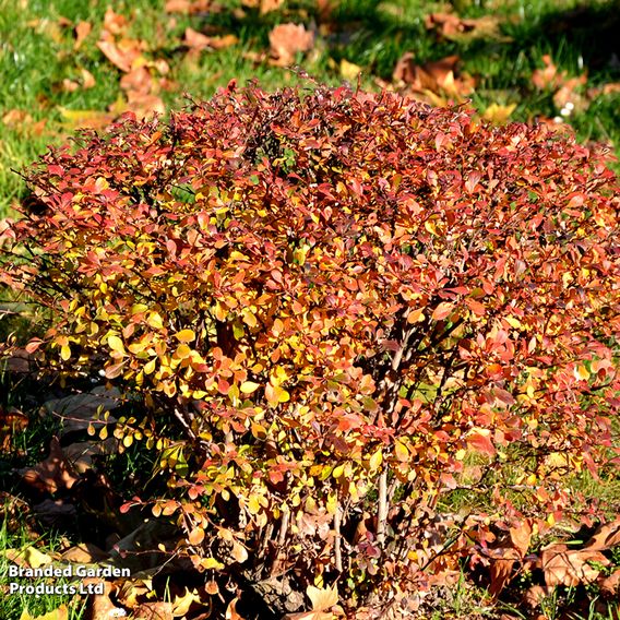 Berberis thunbergii 'Florence'