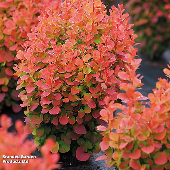 Berberis thunbergii 'Florence'