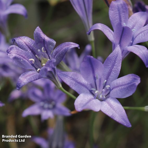 Fantastic Spring Flowering Collection