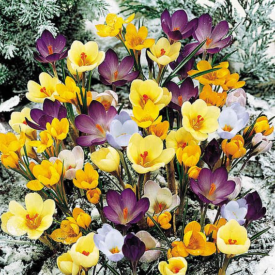 Crocus 'Botanical Mixed'