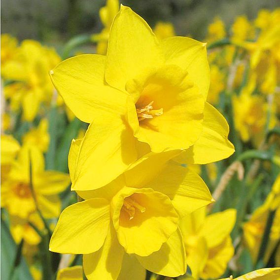 Narcissus 'Cornish Rosemoor Gold'