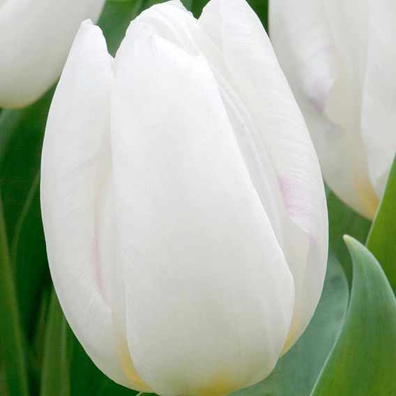 Tulip 'White Prince'