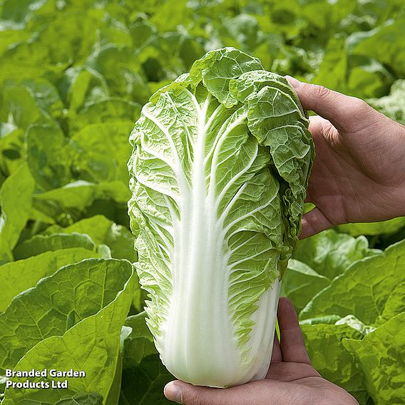 Cabbage Chinese 'Manoko' F1 (Organic) - Seeds