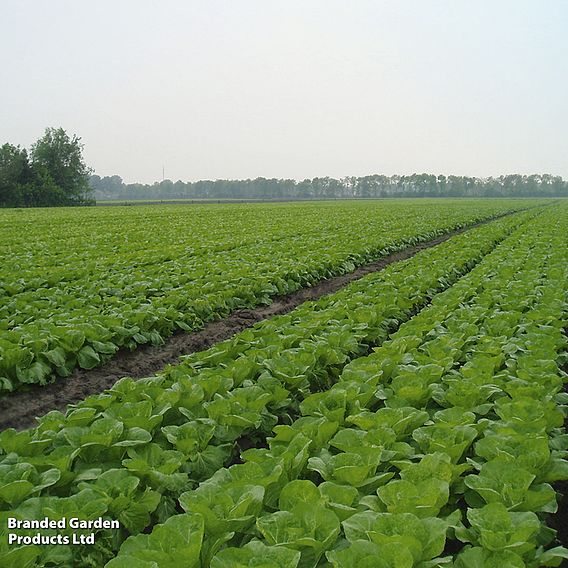 Cabbage Chinese 'Manoko' F1 (Organic) - Seeds