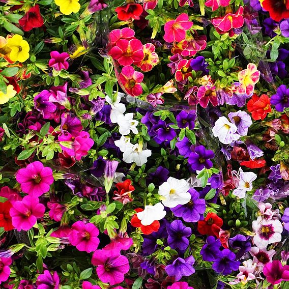 Calibrachoa 'Million Bells Mix'