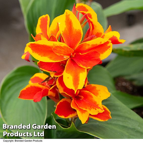 Canna 'Cannova Red Golden Flame'