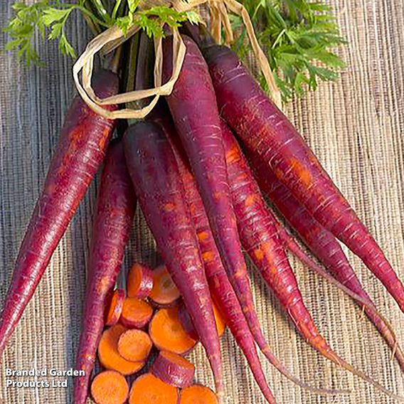 Carrot 'Cosmic Purple' (Maincrop) - Organic Seeds