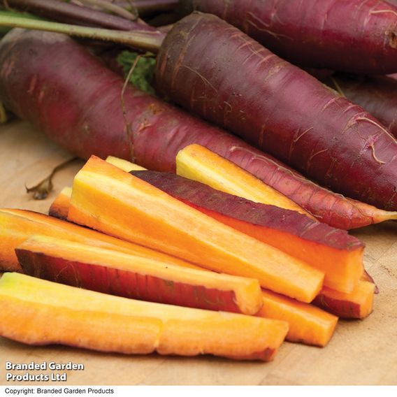 Carrot 'Cosmic Purple' (Maincrop) - Organic Seeds