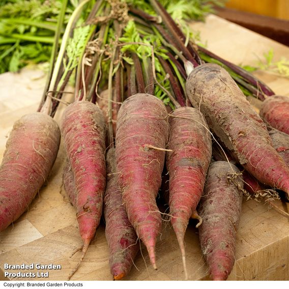 Carrot 'Cosmic Purple' (Maincrop) - Organic Seeds