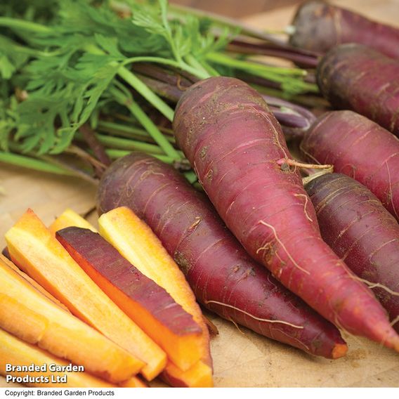 Carrot 'Cosmic Purple' (Maincrop) - Organic Seeds