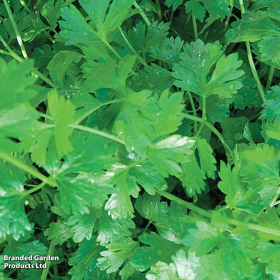 Celery Leaf (Organic) - Seeds