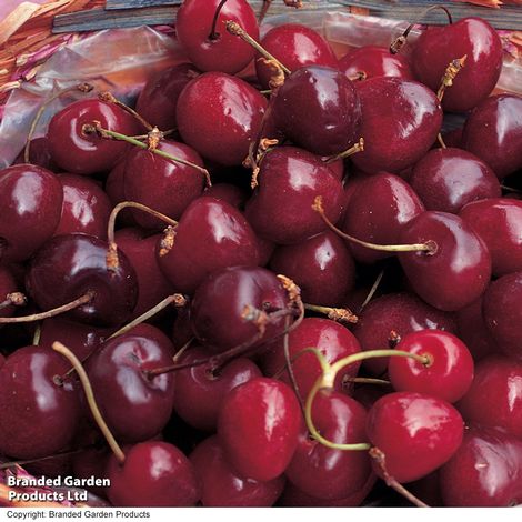 Cherry 'Stella'