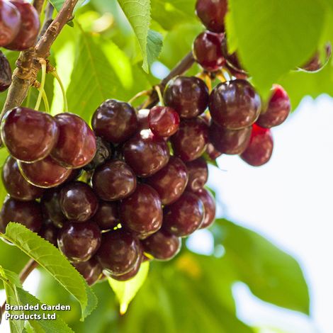 Cherry 'Sunburst'