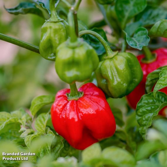 Chilli Pepper Scotch Bonnet Red