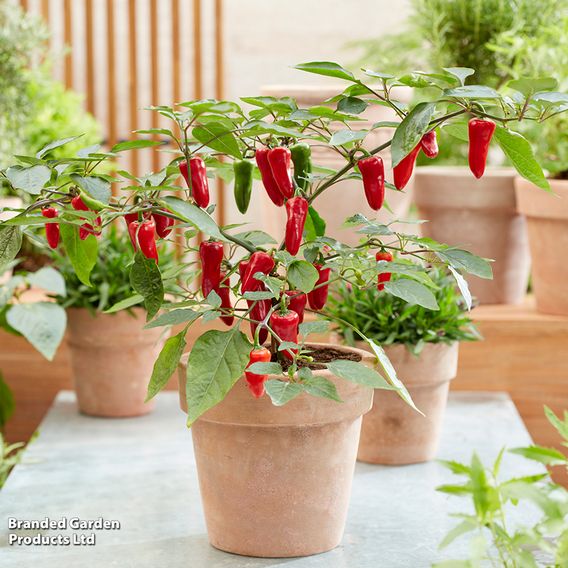 Chilli Pepper 'Baby Jalapeno' (Patio Pepper)