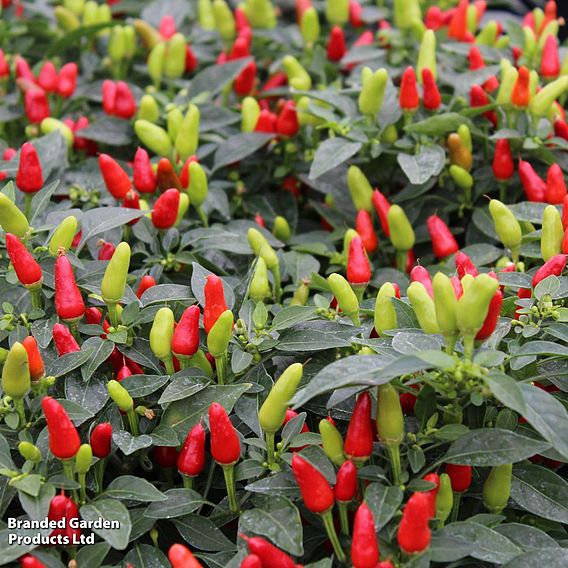 Chilli Pepper 'Fields of Fire' - Seeds