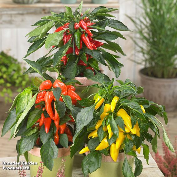 Chilli Pepper 'Galaxy Tricolour'