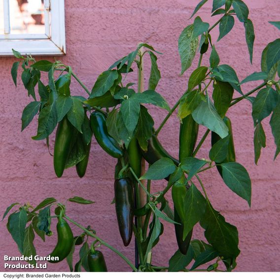 Chilli Pepper 'Giant Jalapeno'