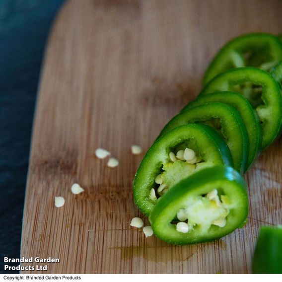 Chilli Pepper 'Giant Jalapeno'