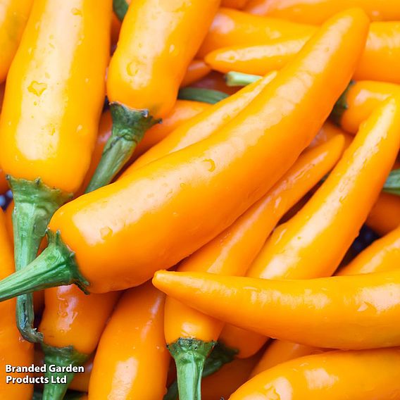 Chilli Pepper 'Golden Jalapeno' - Seeds