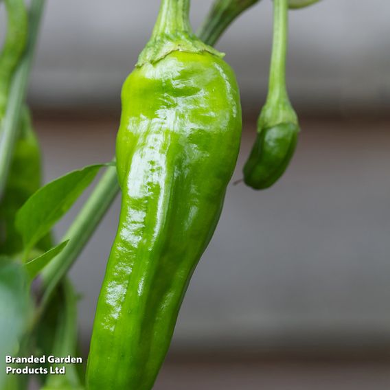 Chilli Pepper 'Padron'