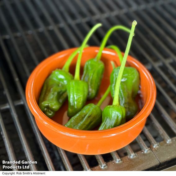 Chilli Pepper 'Padron'