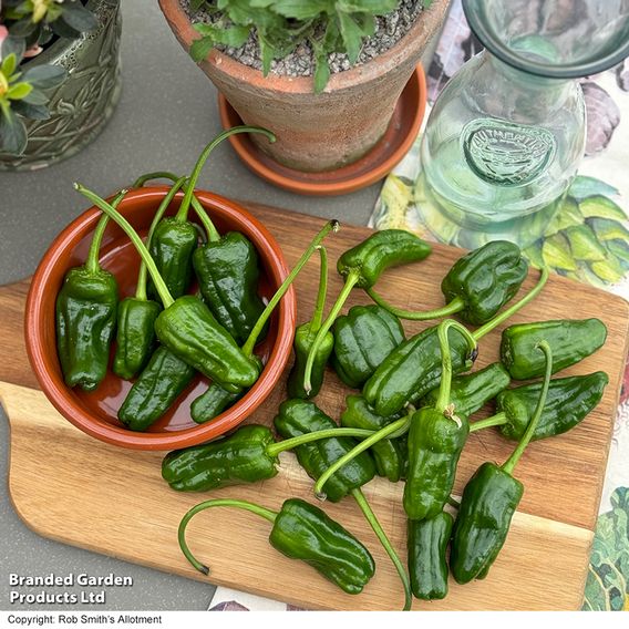 Chilli Pepper 'Padron'