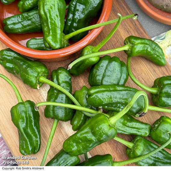 Chilli Pepper 'Padron'