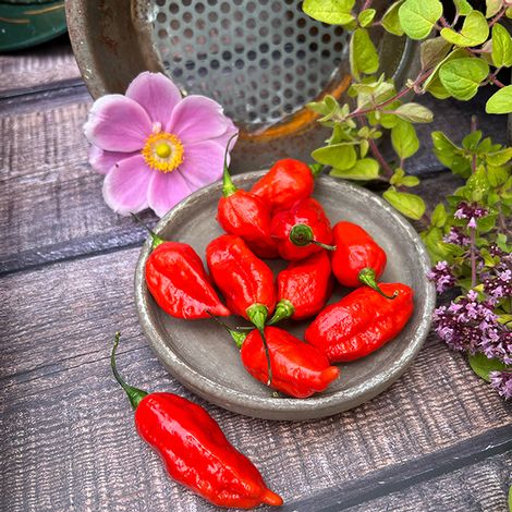 Chilli Pepper 'Pit Viper Naga' - Seeds