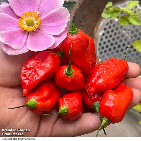 Chilli Pepper 'Pit Viper Naga' - Seeds