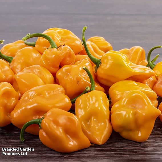 Chilli Pepper 'Scotch Bonnet Orange' - Seeds