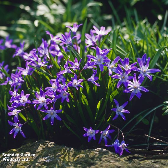 Fantastic Spring Flowering Collection