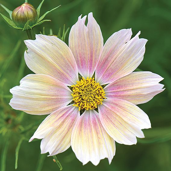 Cosmos 'Apricot Lemonade' - Seeds