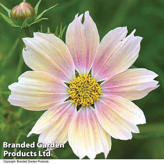 Cosmos 'Apricot Lemonade' - Seeds