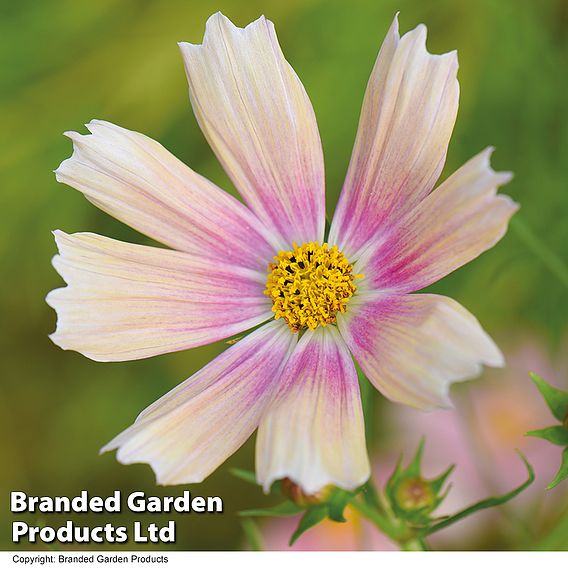 Cosmos 'Apricot Lemonade' - Seeds